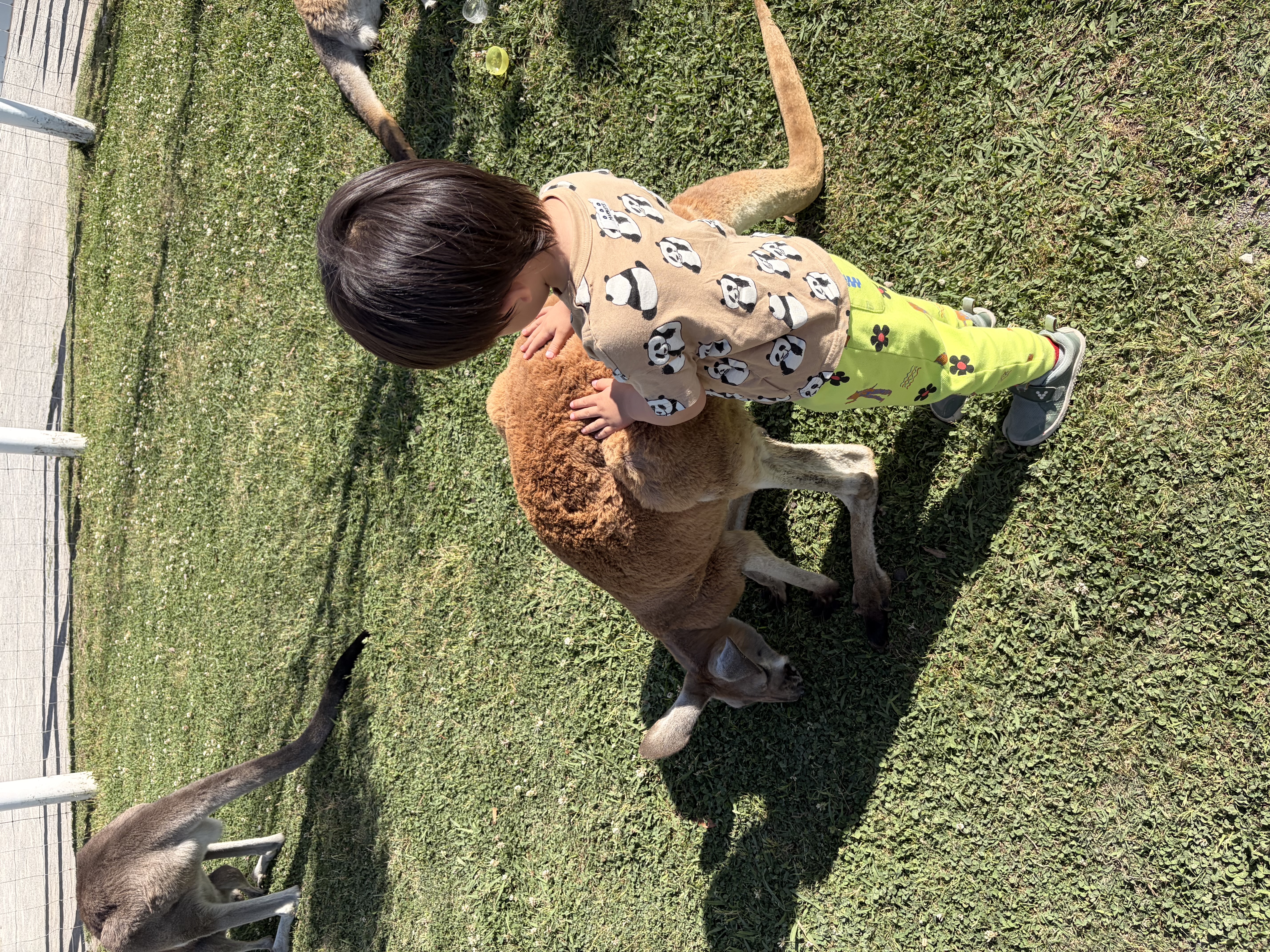 カンガルーと触れ合う子ども