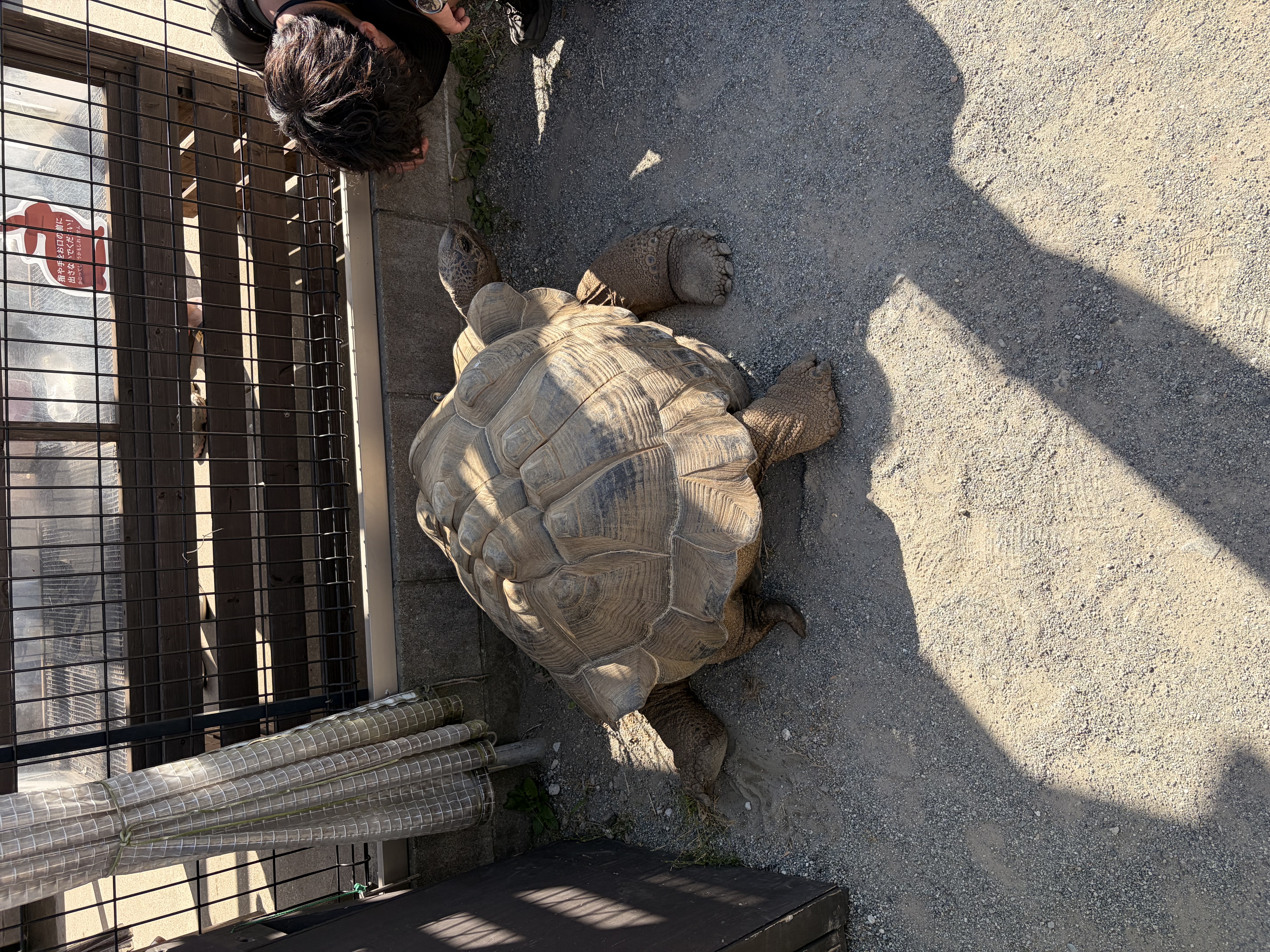 アルダブラゾウガメ
